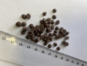 Глазурь кондитерская "Шокомилк" молочная капли 40 (размер 3-5мм), кор. 7 кг от производителя Фабрики сладкого декора tdfsd.ru
