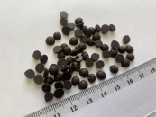 Глазурь кондитерская "Шокомилк" капли термостабильные 50 (размер 4-5 мм), кор. 7 кг от производителя Фабрики сладкого декора tdfsd.ru
Глазурь кондитерская "Шокомилк" капли термостабильные 50 (размер 4-5 мм), кор. 7 кг от производителя Фабрики сладкого декора tdfsd.ru